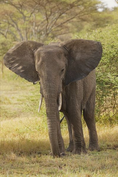 African elephant-Loxodonta africana-Serengeti National Park-Tanzania-Africa